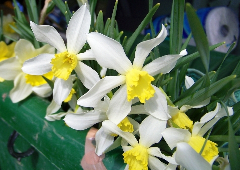Daffodils found at Daffodil Dig