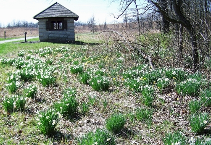 Daffodils near woods