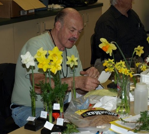 Jim staging daffodils
