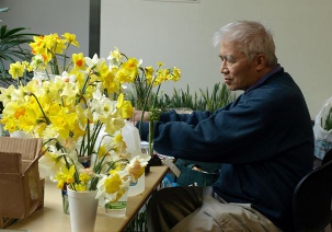 Kam staging daffodils