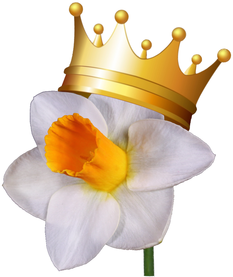 Royal Daffodils