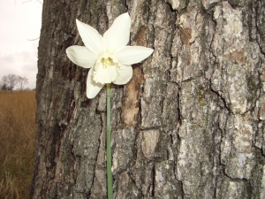 Close-up of one of the daffodils we dug that day