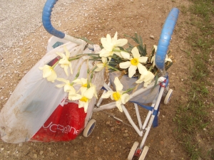 A Sample of Debra's Nice Daffodils