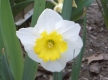 Nice bright yellow color on this daffodil