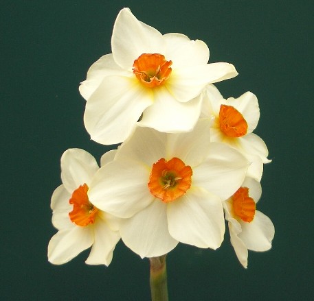 geranium daffodil