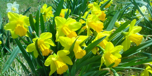 PHS Daffodils image