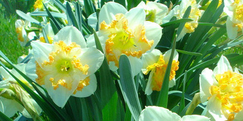 Flora daffodils image