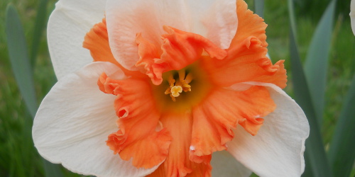 White_Pink daffodil image