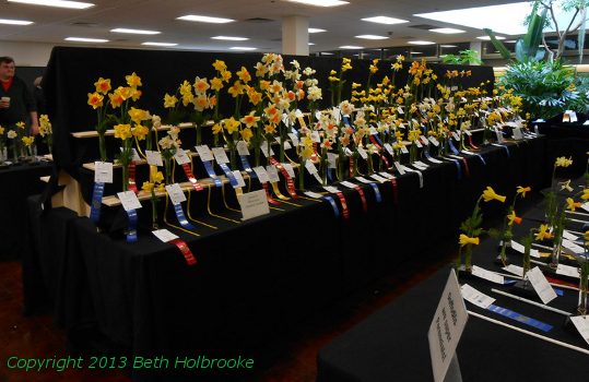 Daffodil Show Room Display