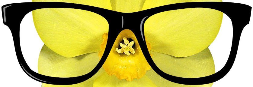 A 20/20 Vision of Daffodils