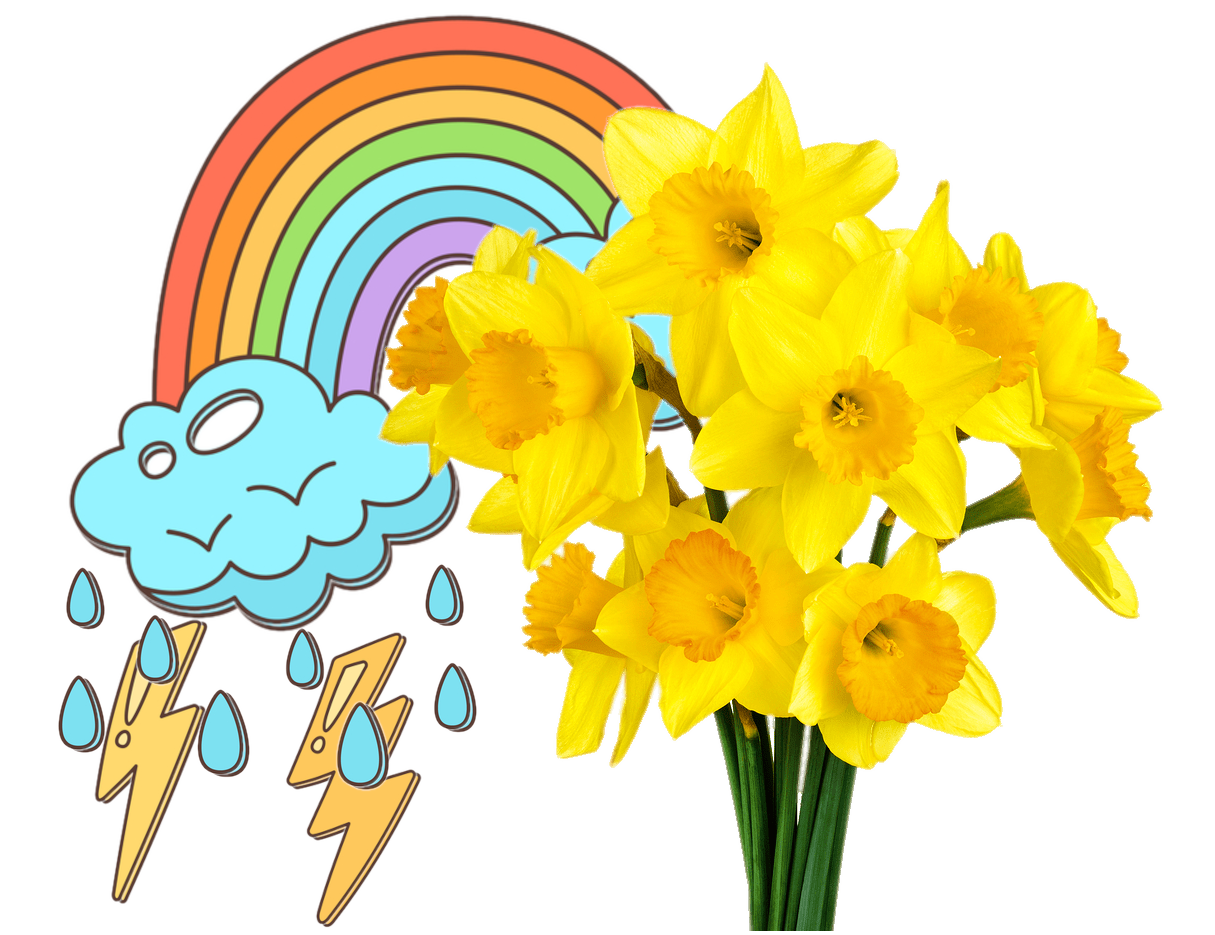 A Forecast of Daffodils