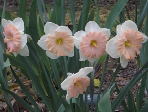 And more pink daffodils...