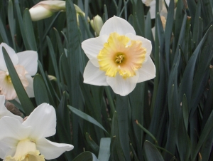 Unique color on this daffodil