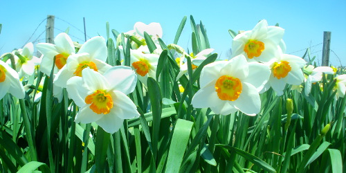 Flora daffodils image